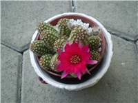 5bcd02e0-Picture 4382.jpg